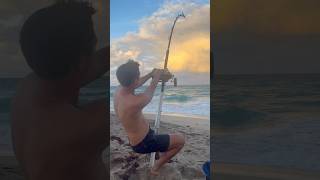 Giant Lemon Shark Caught and Released  LandBasedSharkFishing SharkFishing Fishing Florida [upl. by Alleyn]