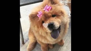 Just some chow chows to brighten up your day 🥳🥳💗💗 [upl. by Manvil120]