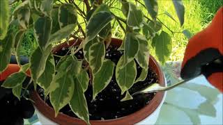 How to Care for Ficus Benjamina [upl. by Glimp]