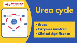 Urea cycle biochemistry [upl. by Nellie]