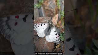 🎄🦋 The Snow Apollo Butterfly Parnassius phoebus  Festive Butterflies and Moths 🦋🎄 [upl. by Nediarb]