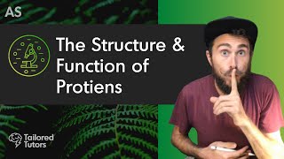 The Structure amp Function of Proteins  A Level Biology Revision [upl. by Niamrej]