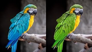 How to Adjust Specific Colors with Hue amp Saturation Adjustment Layers in Photoshop [upl. by Raimundo]