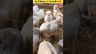 ਦੁੱਧ ਦੀ ਰਾਣੀ saanen Goat 🐐🐐  Saanen Goat Milk production goat milkfarm saanengoats dairy [upl. by Egin]