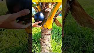 Coconut is the most unusual in the world🌴😱 shorts facts [upl. by Hachmin]