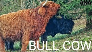 bull cow  bull cow fight  bull cow breed  bison vs bull  brahman bull  boran bull  angus bull [upl. by Ettelegna]