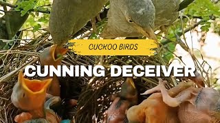 Natures sneaky villain  Cuckoo bird [upl. by December]