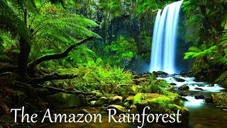 The Amazon Rainforest Facts HD [upl. by Adhern]