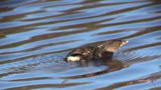 The Piedbilled Grebes Lobed Foot NARRATED [upl. by Kotick537]