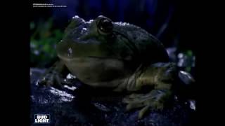 Bud Light Frogs [upl. by Nudd13]