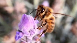 How bees turn nectar into honey [upl. by Notyard]