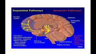 Pharmacogenetics in Psychiatry [upl. by Itnuahsa124]