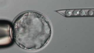 Blastocyst Microinjection [upl. by Uriel428]