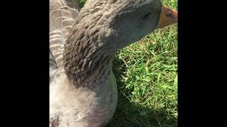 Toulouse Goose Flying Compilation [upl. by Leibman]