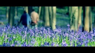 Bluebell wood in Somerset England  spring 2016 [upl. by Rooke]