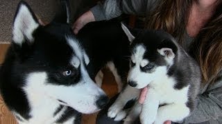 Siberian Husky Puppy meets his Dad [upl. by Eimam]