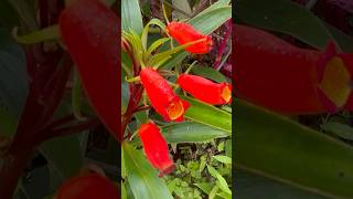 Seemannia plant flowers  Home Gardening  flowers gardening youtubeshorts [upl. by Lalitta]