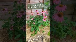 Echinacea benefits organicgardening medicinalplants growyourownfood urbangardening [upl. by Erreit]