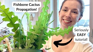 How to propagate the fishbone cactus 🌵🦴 A NOFAIL guide ⭐️ [upl. by Felipa]