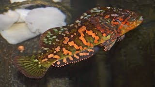 Rock greenling fish  Hexagrammos lagocephalus [upl. by Reidar]