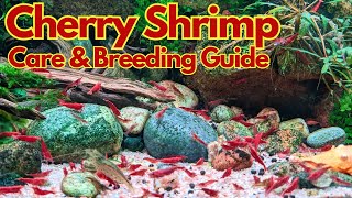 Cherry shrimp care guide  Neocaridina davidi setup amp breeding [upl. by Brighton]