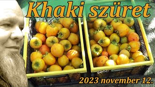 Khaki avagy datolyaszilva szüret 2023 [upl. by Dnalon]