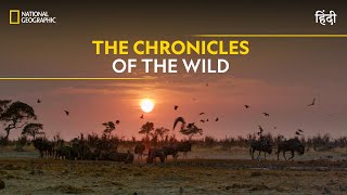 The Chronicles of the Wild  Savage Kingdom  हिन्दी  Full Episode  S1E2  Nat Geo Wild [upl. by Sharla]