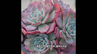 아우렌시스 다육이 다육식물 succulents 다육 다육라방 [upl. by Abehs54]