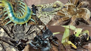 Tarantula scorpion centipede whip spider vinegaroon mantis feeding [upl. by Mide]