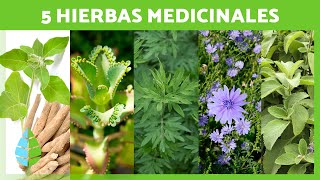 5 PLANTAS MEDICINALES y Para Qué Sirven 🌿✅ Beneficios y Propiedades Medicinales [upl. by Assennev709]