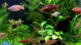 Planted Rainbowfish Aquarium Feeding [upl. by Eilram224]