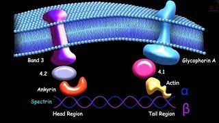 Hereditary Spherocytosis [upl. by Cho]