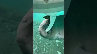 Baby manatee plays with paddle board fins [upl. by Vincenta]