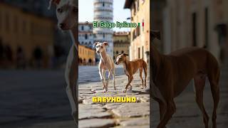 🐾🇮🇹El Galgo Italiano o Italian Greyhound Cazador Veloz de Presas Pequeñas 🍗 [upl. by Rici]