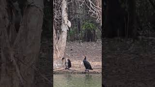 The Great Cormorant birds Australia [upl. by Eulaliah217]