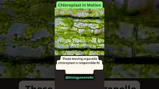 Chloroplast movement under Microscope 🔬 [upl. by Farny]