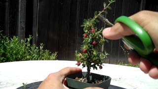 Making of a Cotoneaster Bonsai Part 1 Intro and Prunning [upl. by Atokad]