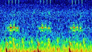 Strange sounds recorded in Cook Strait [upl. by Areit760]