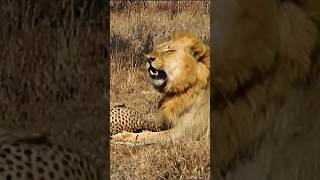 Lion Vs Cheetah Epic Showdown For Survival [upl. by Sutniuq]