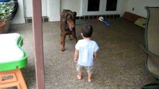 Baby Versus Doberman Part 2 [upl. by Yorle619]