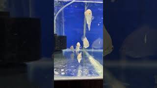 Albino Gourami short shorts [upl. by Notsahc]