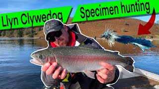 UK Reservoir Fly Fishing At Llyn Clywedog targeting SPECIMEN Rainbows flyfishing fishing fish [upl. by Abbie]