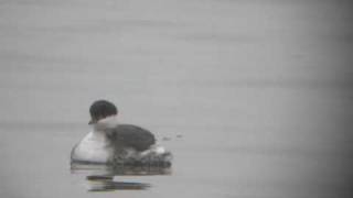 Slavonian Grebe at Farmoor Reservoir [upl. by Ahsiekan]