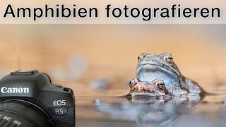 Amphibien beobachten und fotografieren  Tipps für Grasfrosch Erdkröte und Bergmolch [upl. by Ettenna576]