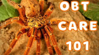 Orange Baboon Tarantula Care  Best Tarantulas for Beginners Pterinochilus murinus [upl. by Neeluj]