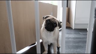 Pug puppy growling and barking [upl. by Euginomod555]