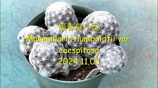 姫春星小型 Mammillaria humboldtii var caespitosa 2024 11 03 [upl. by Imak]