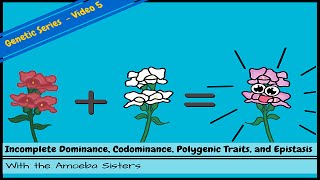 Incomplete Dominance Codominance Polygenic Traits and Epistasis [upl. by Marguerie]