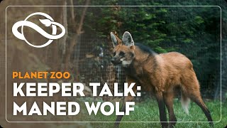 Planet Zoo  Keeper Talk  Maned Wolf [upl. by Vinson]