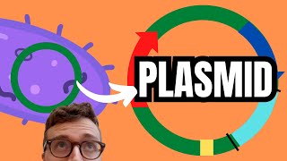 PLASMIDS EXPLAINED [upl. by Brandie854]